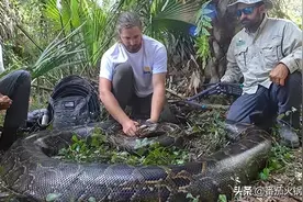 蛇王诞生？195斤，5.4米的缅甸蟒在美国被捕获，可以绞杀人类吗？图片