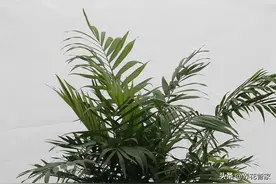 养护夏威夷椰子谨记5点，枝叶茂密，叶子翠绿图片