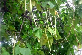 不一样的黄金——黄金树图片