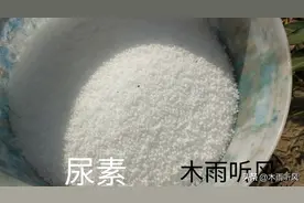 尿素施用后，为何不能马上浇水？隔几天浇水？怎样提高利用率？图片