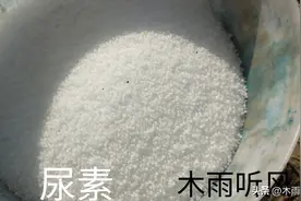尿素施用后，为何不能马上浇水？隔几天浇水？怎样提高利用率？图片