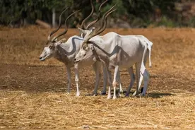 非洲撒哈拉沙漠中的旋角羚，没水都能活19年，它究竟有多耐渴？图片