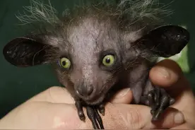 马达加斯加的夜间小恶魔，用长指头敲木头图片