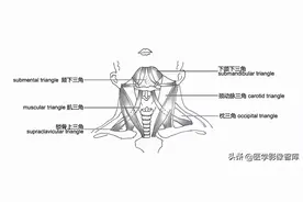 颈部影像解剖「推荐收藏」图片