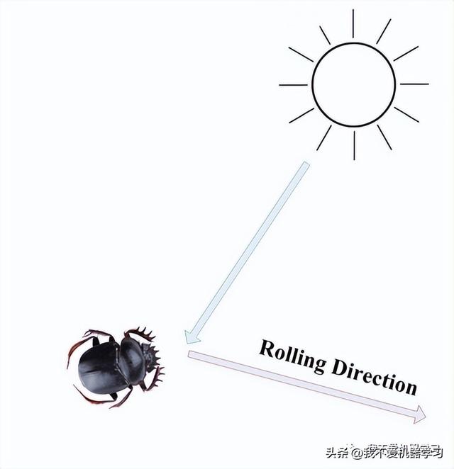 蜣螂算法(原理)