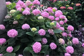 夏天太阳“毒又辣”，9种花“一晒就死”，赶紧搬屋里图片