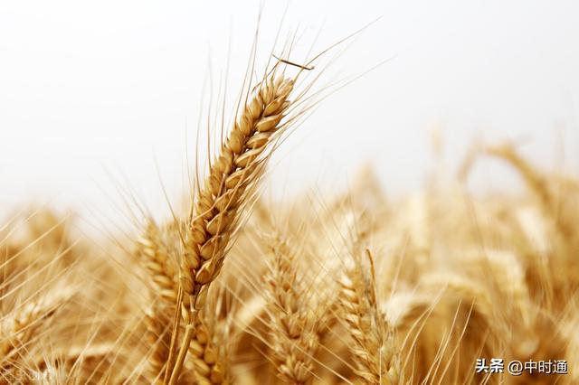 7月小麦月报:小麦市场月度分析及8月份走势预测