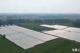 河南原阳：黄河滩区千余亩葡萄丰收 美了生态鼓了钱袋图片