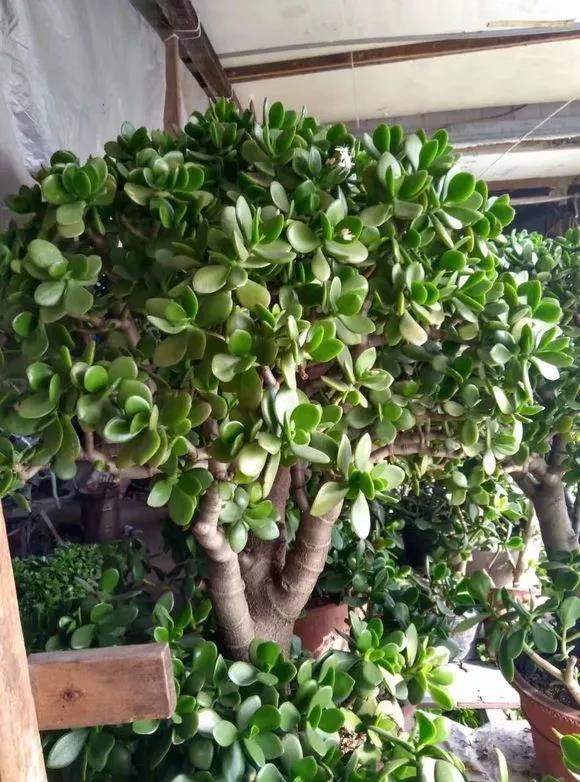 什么花出胶 2025年请问什么花