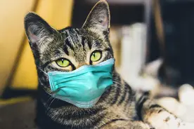 人阳了，会传染给猫吗？猫感染了要怎么办？你想知道的，都在这里图片