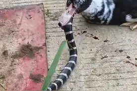 福建一条银环蛇闯入村民家，被大黑鸭吞了半个蛇身，可鸭子也难活图片