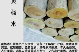 一种被低估了的木材：黄杨木图片