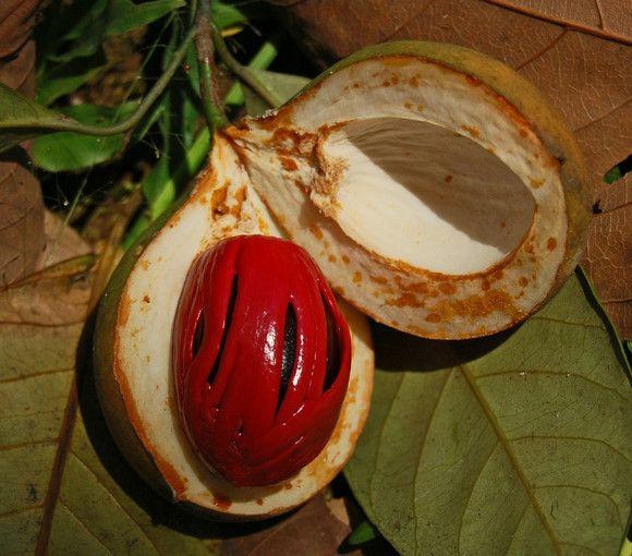调料中的草蔻、白豆蔻、肉蔻是哪些植物的果实