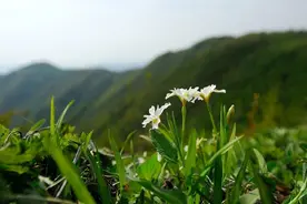 38岁阿姨和有钱大爷同居，阿姨提要求，对方也提要求，谁也不吃亏图片