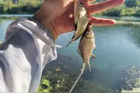 专治鱼儿不开口？加果酸实属下策，野钓高手都是这样解决！图片