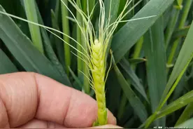 小麦孕穗期，做好这两项管理，穗大粒多产量高图片