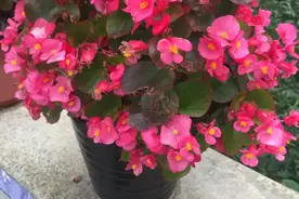 3种非常“优秀”的花，一年300天开花，花型美抗病能力强，一直开图片