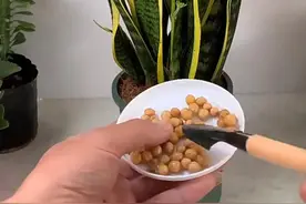 虎皮兰长不旺，土里塞一把“大补丸”，开花冒芽两不误，比人还高图片