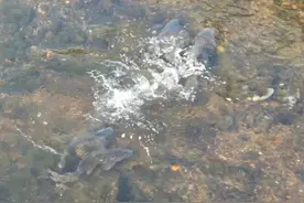 春季甩籽的鲫鱼鲤鱼好钓吗？得看时间段！图片