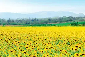 吃花生、嗑瓜子，为什么越吃越上瘾？图片