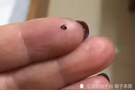 出租屋跳蚤消灭经验分享图片