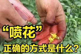 西红柿喷花，是人工授粉的一种方式，关键是什么时候喷，怎么喷？图片