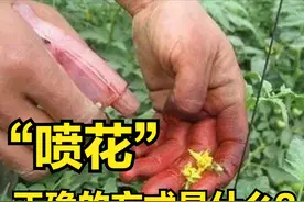 西红柿喷花，是人工授粉的一种方式，关键是什么时候喷，怎么喷？图片