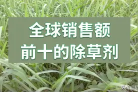全球销售额前十的除草剂图片