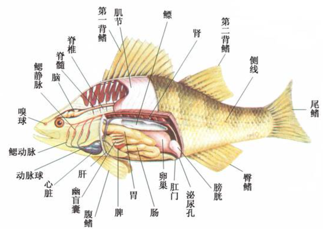 但由于海水的渗透压仍然大于硬骨鱼,容易造成硬骨鱼体内的水分渗出