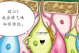 【漫绘科普】鼻子是怎么“捕捉”味道的？图片