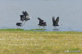 吉林波罗湖国家自然保护区南迁白头鹤数量达到2300多只，创历史新高图片