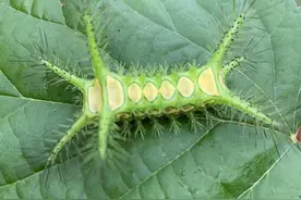 曾经的“童年阴影”，是抗肿瘤、降血压、治腹泻良药，一斤200元图片