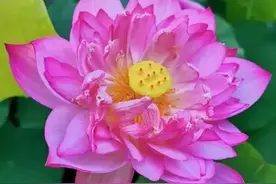 荷花寓意高洁图片