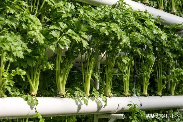 蔬菜生病只会喷农药？用这水浇一浇，蔬菜病害少，叶片油绿长势旺