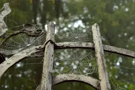 吴晓波：一只蜘蛛一生织几张网？图片