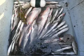 长城美食·密云｜登“长城之最”司马台，品密云水库鲜鱼图片