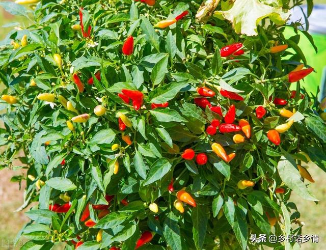 不管你种啥，用这个肥料试一试，生根促长又高产，效果倍棒