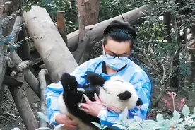 残疾大熊猫宝宝被3名女游客泼水，惹事游客身份未确定无法处理图片