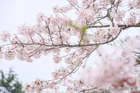 中山公园樱花已盛放！快看，青岛的粉色花海图片