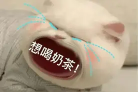 表情包：我想喝奶茶图片