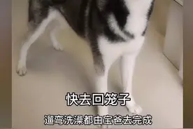 女子怀孕2周不自知，狗狗拼命提醒主人，成功救下宝宝一命图片