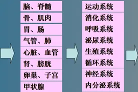 人体的构成要素有哪些？它们间存在什么联系？八大系统到四大部分图片