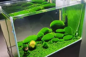 鱼缸绿苔养不好？总是出绿藻怎么办，教你养出漂亮绿地毯图片