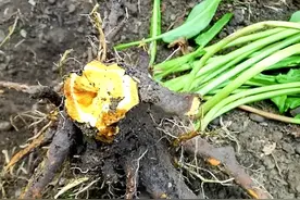 俗名是“祛瘀草”，块根像大生姜，过去有人挖它，如今更为珍贵！图片
