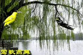 八十三岁的母亲还在种地图片