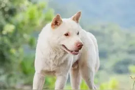 养殖10条肉土狗一年可赚6万多元钱，那怎么样养殖肉狗呢？图片