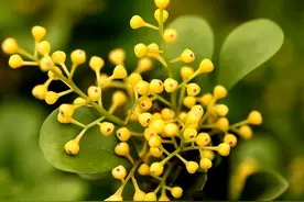 盆栽米兰花，有这些小技巧，掌握了叶子绿油油，开出朵朵小黄花图片