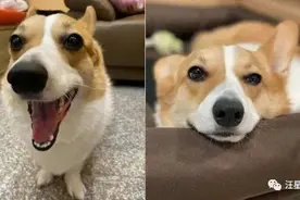 柯基睡觉时哈喇子流成河，铲屎官：这是梦到啥美味了啊图片