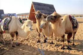 重5吨的大象都被吃，为何骆驼在沙漠横行霸道不被吃？它没天敌？图片