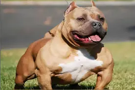 萌犬护理：狗拉不出来大便怎么办？便秘的征兆及相应处理方法参考图片